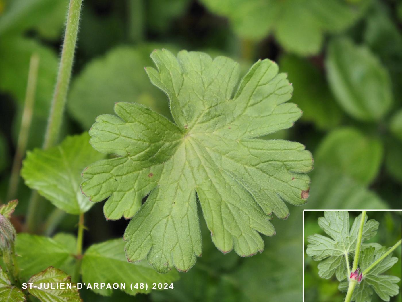 Cranesbill, Hedgerow leaf